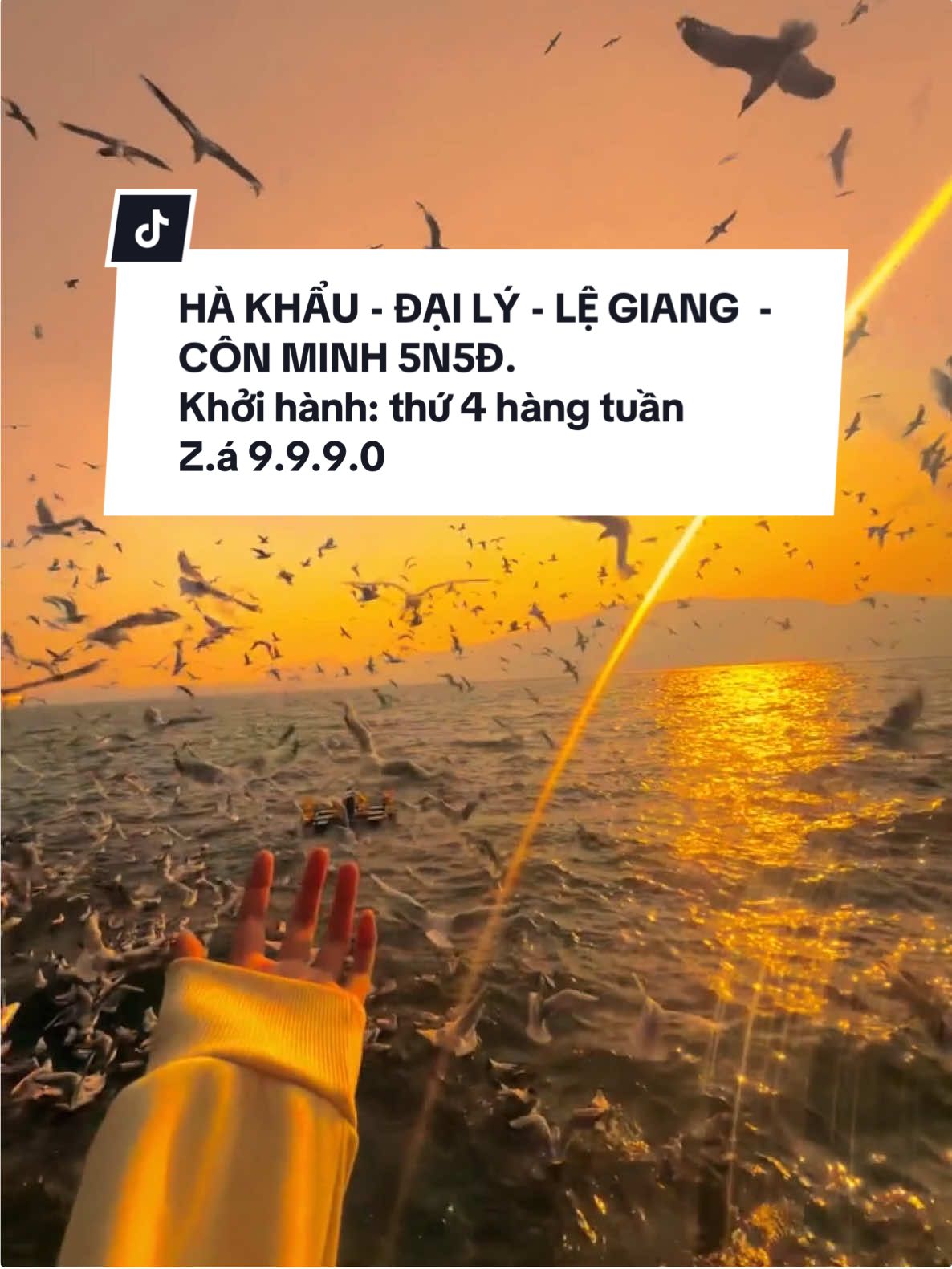 🌅 Quá đỗi lãng mạn – hải âu bay giữa ráng chiều rực rỡ Khi mặt trời dần lặn, những cánh chim trắng nhẹ nhàng bay đôi trên nền trời cam đỏ - cảnh tượng đẹp đến ngỡ ngàng, khiến lòng người xao xuyến. Mỗi lần chiêm ngưỡng khoảnh khắc này, cảm giác bình yên lan tỏa, xua tan mọi mệt mỏi của cuộc sống.  #Huyenhls #tourtrungquoc #HoangLienSonTravel #fyp #tourchina 