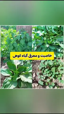 #پشتون_تاجیک_هزاره_ازبک_زنده_باد🇦🇫 #میلاد_منجی_عالم_بشریت_حضرت_مهدی 