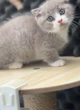 tiếp 1 bé bililac nhỏ nhỏ xinh xinh nữa nè 😽😍  aln bililac Munchkin chân ngắn tai cụp mũi hồng mặt xinh lông thảm bác nào ưng ib mình nhé 🥰❤️  #meoxinh #meocon #mèo #aln #bililac #munchkin #lùn #xinhxan #dangyeu #cute #dethuong #cưng #cat #thucung #xuhuong 