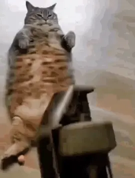 #cat #car #wakeup #motivation #memes #catmeme