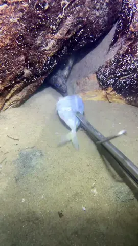 #deepsea #catchseafood #oceanexploration #beach #nature