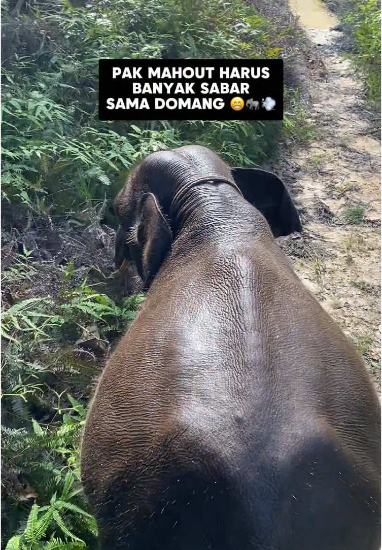 Domang dengan motor pak mahout gapernah akur 😁🐘💨