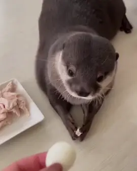#otterplay#видрадомашня#otterfamily🦦🎀#littleotterandthekindheartedman🥰#otterplay#babyotters 