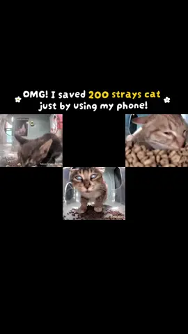 Download Purrrr to interact with more adorable cats!” 🐱📲 #CapCut #purrrr #fyp #foryou #xuhuong #viral #catsoftiktok #foryoupage #xuhuongtiktok @purrrr_sea 