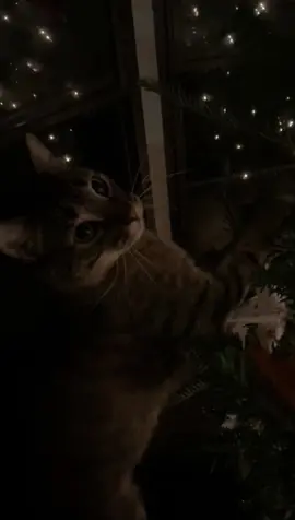 the night still young #nickiminaj #lyrics #trend #cat #foryoupage #fyp 