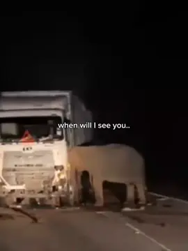 nangis banget 😭 #ibugajah #kecelakaan #gajah #foryou #viral #beritaviral 