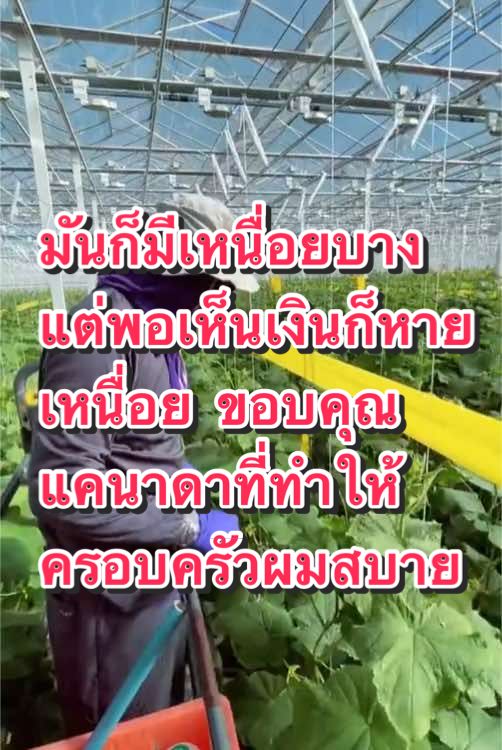 พอเห็นเงินก็หายเหนื่อยแล้วครับ ขอบคุณแคนาดาที่ทำให้คนที่บ้านผมสบาย 🥒 #โสดดด🥰❤️ #คนไทยในต่างแดน #คนไทยอารมณ์ดี #🇨🇦🇹🇭คนไทยในแคนาดา #สวนแตง @เก่งเองครับ  @เก่งเองครับ 