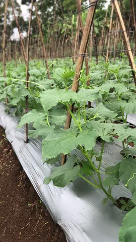 Di guyur hujan terus bosss.         #fyp #petaniindonesia🇮🇩🇮🇩🇮🇩🌿🌿 #petanimilenial #petanitimun🥒 #petani 