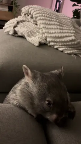 When you want alone time, but Arthur wants us time😭 #wombat#wildactionzoo 