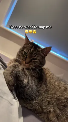 Morning struggles with Joep. #catface #catmorning #catthings #catmomlife #catmomproblems #mycat #catlife #catsarefunny #funnycat #catvideo #dailycat #tiktokcats #catstory #catlover #catbehavior 