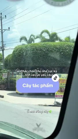 Đi qua bao nhiêu lần, chưa 1 lần nào thấy cây xấu. Đỉnh kao quá chủ nhà ơiii 🫶 #onhatrongcay #jfy #chiasekinhnghiem #cay #caydep 
