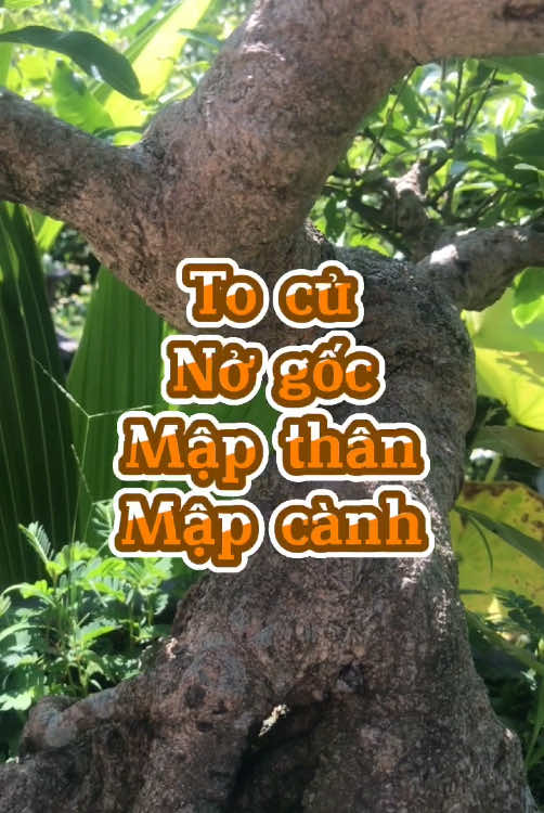 Phân Bón To Củ Mai 777 Giúp Cây To Củ Nở Gốc Mập Thân Mập Cành #phanbonla #chiasekinhnghiem #caymaivang #caykieng #vtnnhungthanh77 #xuhuongtiktokk #muataitiktok 