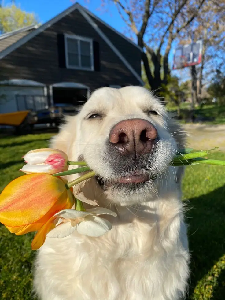 Next..??#funny #dogs #funnyvideos #cute #wallpaper #pinterest #doglovers #whatsapp #profile #comady #foryou #fyp #foryoupage #viral #trend #trending 