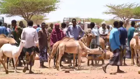 #ai #dhaqan #traditional #dhaanto #baadiye #tiktoksomalia #somalipeople #nomad #somalitiktok 