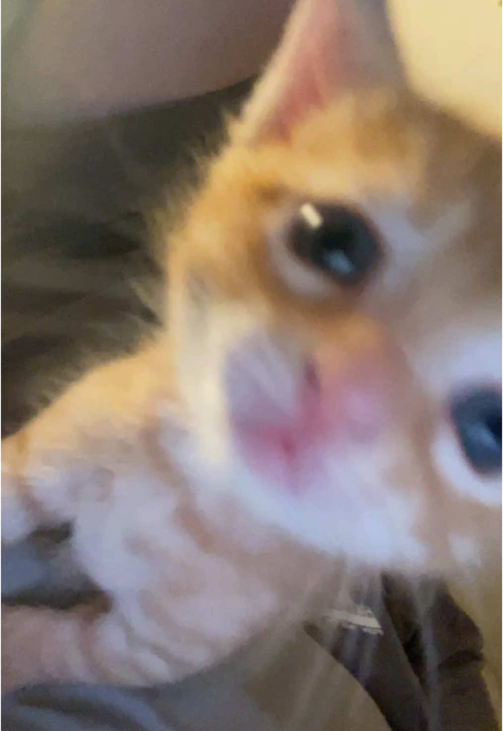 Kai quería agradeceros vuestro cariño en sus vídeos 🫶🏻  #orangecat #gatitonaranja #cat #gato #kitten #sweetlittlepies #bebe #Love #kai #bebenaranja #babycat #gatito #bebegato 