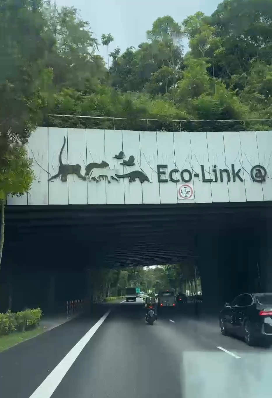 #Singapore #Animalcrossingbridge #Ecolifebridge #animalbridge #jambatankehidupanliar #gajah #gerik #elephant 