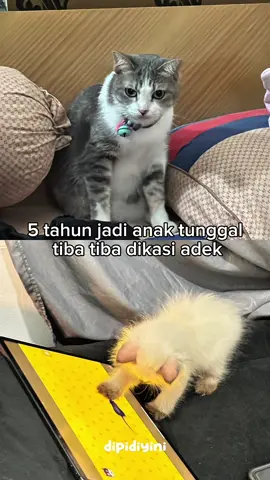 apa jadinya 5 tahun jadi anak tunggal tiba tiba kedatangan anomali??????? 