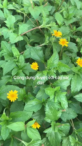 Công dụng tuyệt vời cây sài đất #songkhoe247  #thaoduocdantoc  #thaoduocquanhta  #xuhuong  #yenthaoduoc 