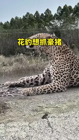 7461828663118515515花豹想抓豪猪反被豪猪扎花豹想抓豪猪反被豪猪扎