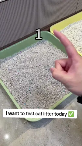#catpeeproblem #catsoftiktok #catpee #catlitter 