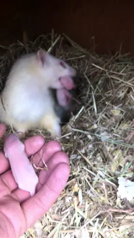 Ferret shows me her baby’s #ferret 