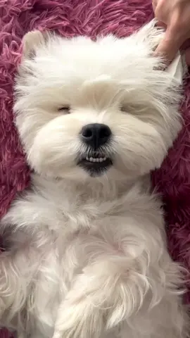 XiaoBai SPA Day~ #dogsoftiktok #cute #littlemanyu #asmr #spa #westie #spa