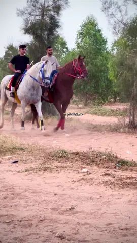#االله يبارك #خيل_وخياله🐎 #يربح_من_يصلي_عن_النبي🌙 #سبها_ليبيا_الجنوب_الليبي_طرابلس_بنغازي #الخمس_صبراته_مصراته_زليطن_الزاويه #اعادة_النشر🔃 