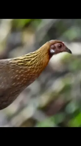 tiếng gà mái rừng mồi chuẩn mp3 #baygarung 