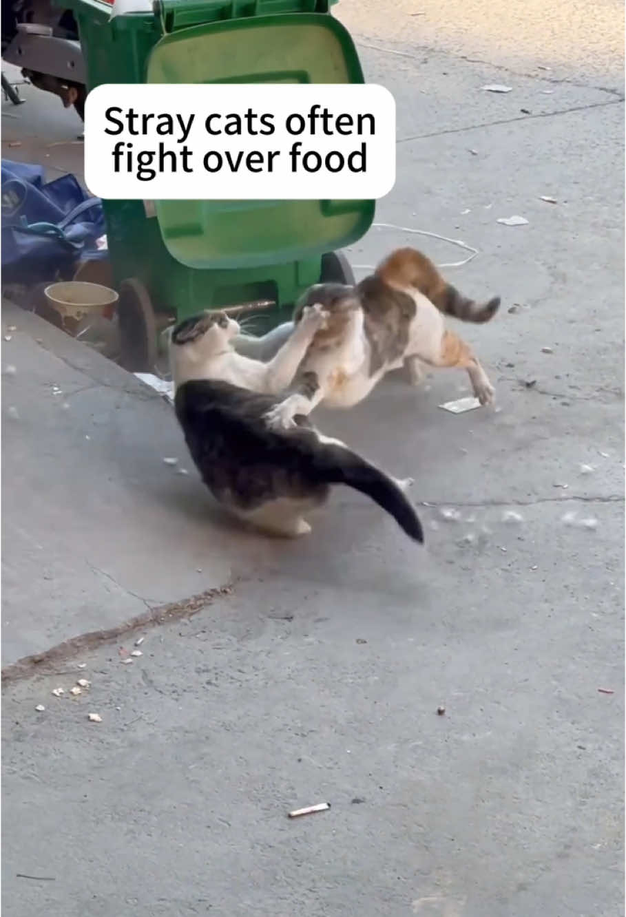 Cat war #funnycat #fyp #fight #oddlysatisfying #cat #catsoftiktok 