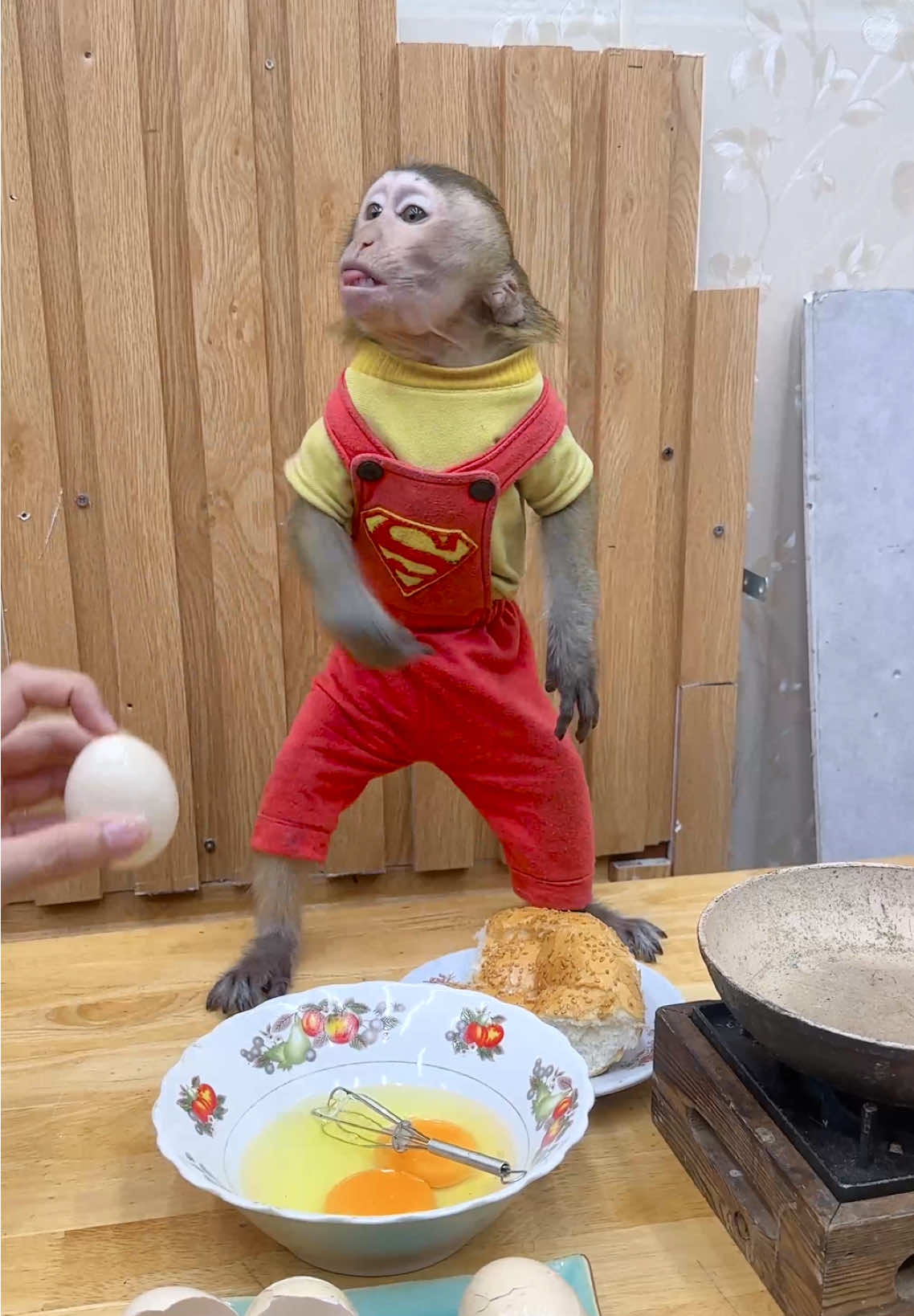 Monkey NaNa, I’m not taking any more egg sandwiches,cute pet launch plan 🐒🙉🥰#animalhouse #NANa #monkey #tiktok #cuteanimals 