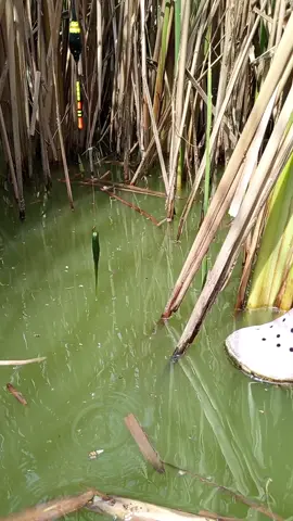 seberapa gregetnya ada liat pelampung bgtu... #mancinglubang #mancingnila #mancingmania #pekalongansejutaspot #mancingnyobok #fyp #fyp #mancing 