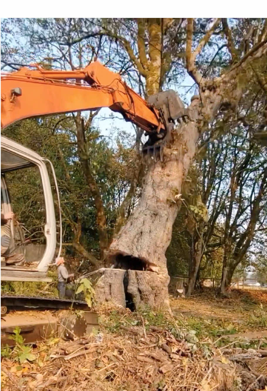 The logger clears the giant dead tree #giant #satisfying #oddlysatisfying #fyp #asmr 