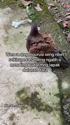#merpatikolongmeja #cilacap24jam #penghobimerpati #foryou #fyp