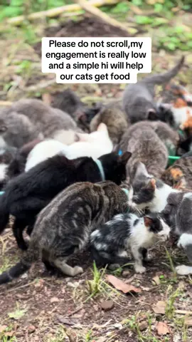 Please do not scroll,my engagement is really low and a simple hi will help our cats get food #catsoftiktok #catrescue #Lucy #cattok #helpme #views 