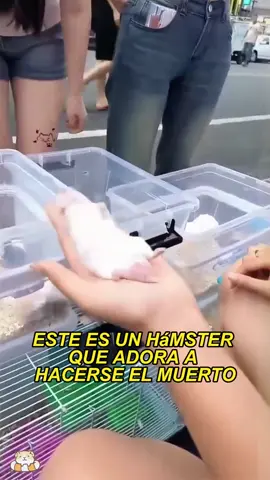 A hamster pretending to be dead#animals #Foryou #Friendship #Us#hamster 