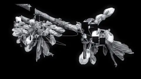 #aphextwin #nature #life #edit #touchdesigner #glitch #core #fyp #viral #iblamesbutsasov 
