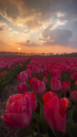 مناظر طبيعيه ورد 🌷✨#ورد #مناظر_طبيعيه #دعاء #الشعب_الصيني_ماله_حل #اكسبلور #اكسبلورexplore #بلد #العراق #البصرة #ورد #اعادة_النشر🔃 