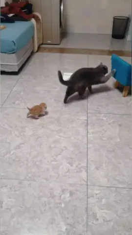 Not every mom is reliable.🤣🤣#funny #foryou #fpy #funnyanimals #funnyvideos #cat 