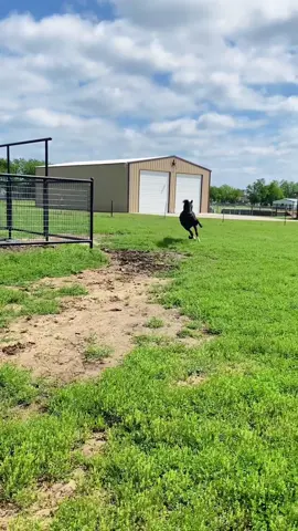 Funny behavior.🤣🤣#funny #fyp #foryou #funnyvideos #funnyanimals #animals 