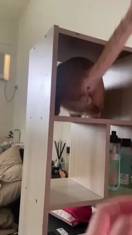Hilarious tussles: cats and their owners 🤣#foryou #usa🇺🇸 #tiktok #funny #funnyvideos #catsoftiktok #funnycat 