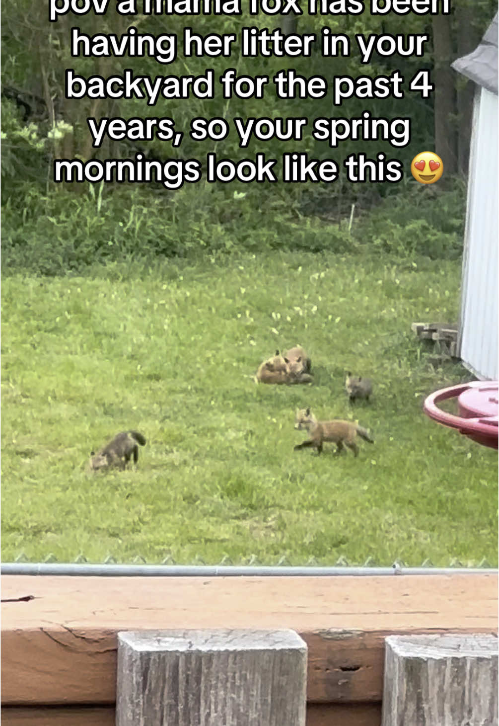 So magical 😍 #fox #mamafox #foxandthehound #sprin #nature #pup 