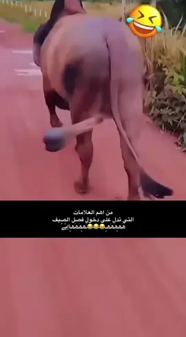 #من #اهم #العلامات  التي تدل على دخول فصل الصيف #ھَھٍھَھَھٍـ😂😂😂ـّھٍھَھَھٍٱإيّےٌ  #اكسبلور 
