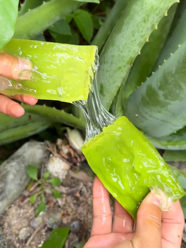 Tips for cutting aloe vera branches properly so that the plant grows healthy and has thick leaves #gardening #aloevera #branches #leaves #plant #herbal #tree 