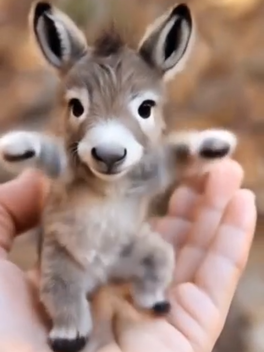 Donkey Baby Dance Very Funny dance #donkey #baby #dance #fyp #foryoupage #trending #growmyaccount 