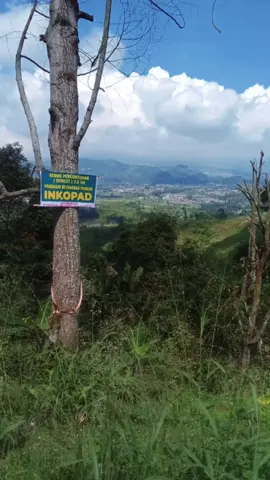 KPM PUNCAKSIMUN CIPANAS SUKARESMI🔥🔥 #perkebunan #cianjur #kelompokpetanikreatif #kdm #semuaorang #desaciwalensukaresmi #creatorsearchinsights #afliatetiktok✅🙏 #pertanianindonesia #perhutani 