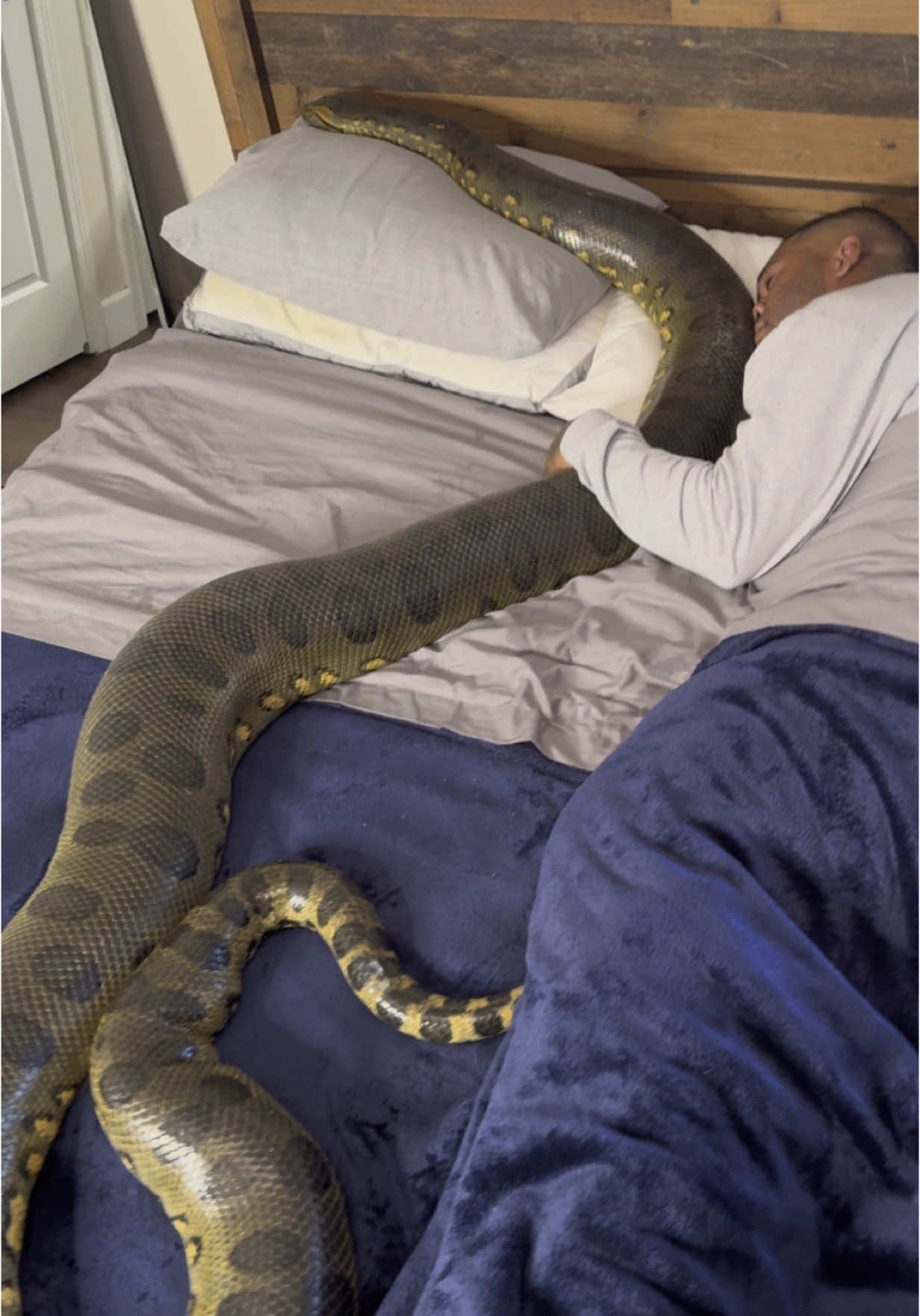 Best caption wins #fyp #anaconda #viral #snake #explore #nature #brasil #colombia #argentina #spain 