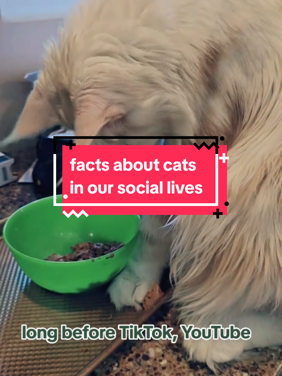I thought with the TikTok ban starring down on us again, Id pull this little cat fact video out of the archives.  #creatorsearchinsights #sirreginaldelton #factsaboutcats #catfactoftheday #catfacts #cattrivia 
