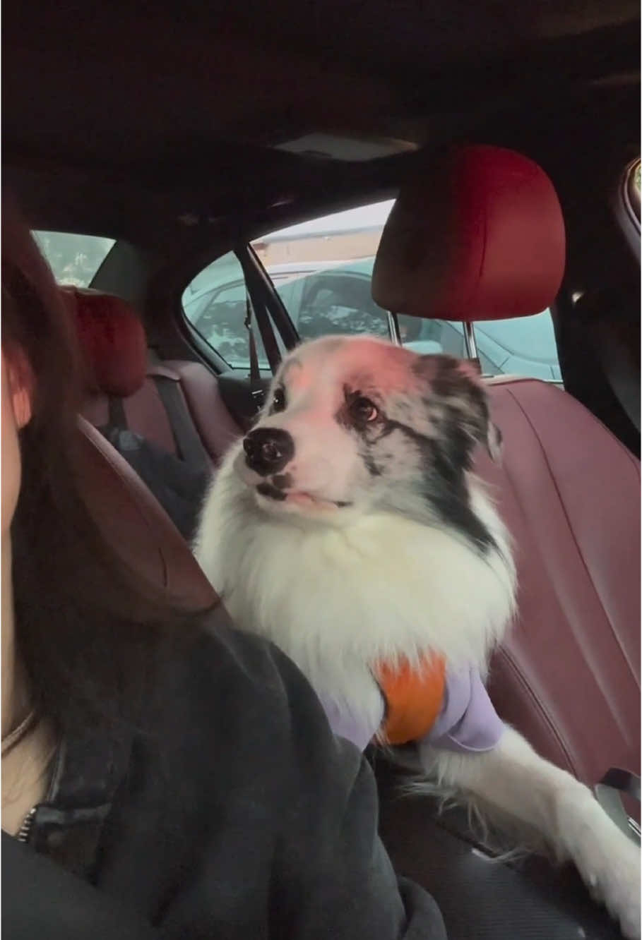 Dog cries: 
