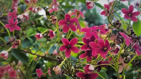 অহে কি করিলে বলো পাইবো তুমারে 😊❤️‍🩹,#foryou 