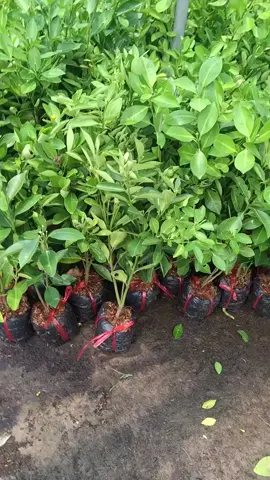 tắc bánh xe #xuhuong #fyp #caygiongvantruong 